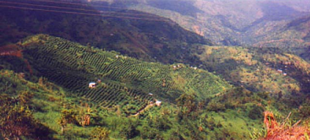 Blue Mountain Coffee Fields