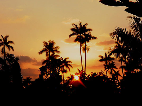 Pierre's Sunset at the Royal Palm Reserve