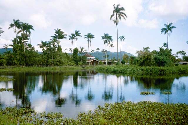 Reflecting Palms