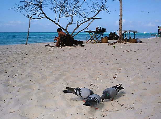 Beach Gathering