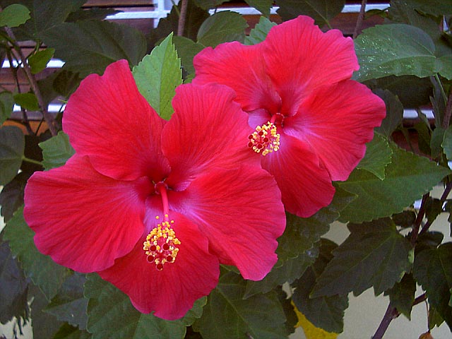 Jamaican Hibiscus