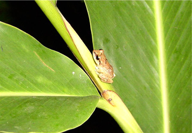 Tree Frog