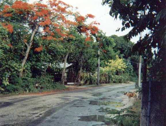 Road After Rain