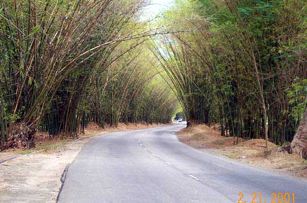 Bamboo Avenue