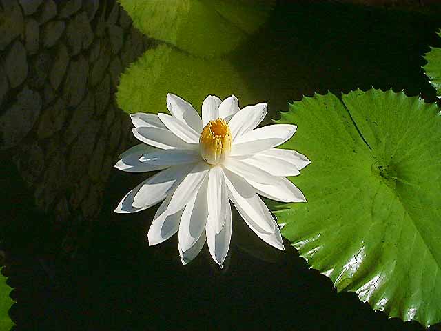 Water Lilies