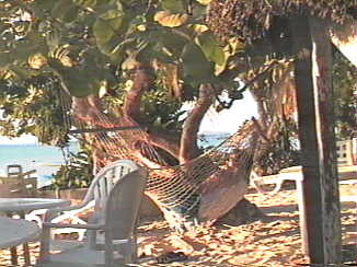 Hammock at Tree House